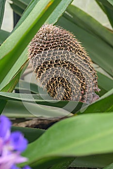 Fragrant Snailthread Cochliostema odoratissimum a spherical seed head